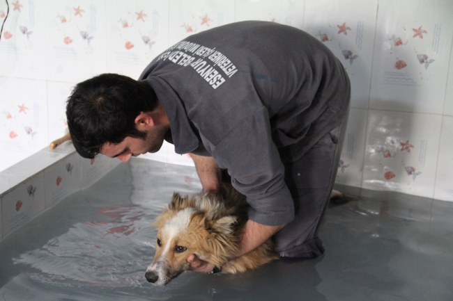 Barınma merkezindeki köpekler kaplıca keyfi yaptı